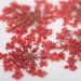 Ozdoba do paznokci suszone kwiatki MollyLac Red 5szt