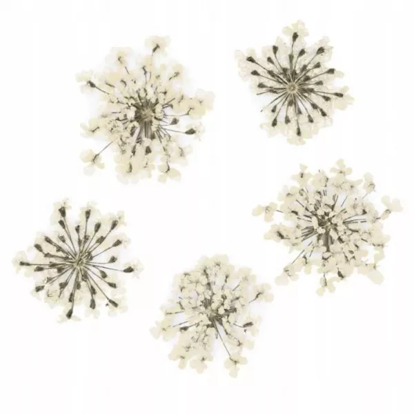 Suszone Kwiatki Do Paznokci White