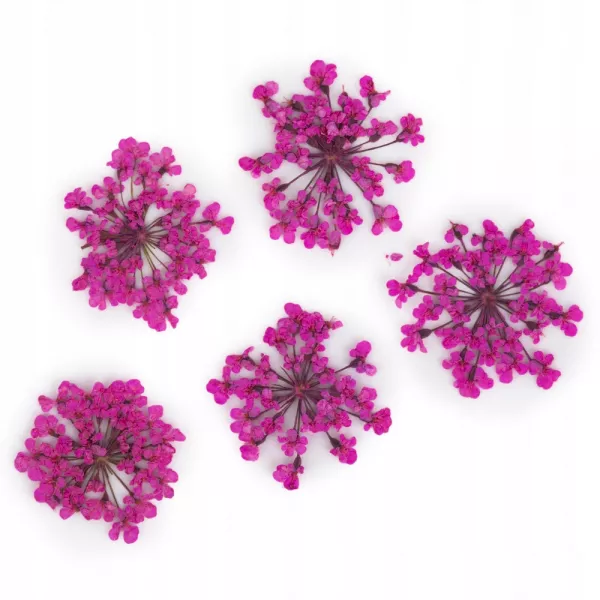 Suszone Kwiatki Do Paznokci Peach Pink